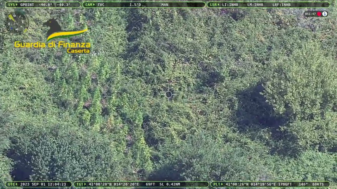 GdF Caserta: sequestrati 190 kg di cannabis e tre piantagioni per un totale di circa 900 piante.