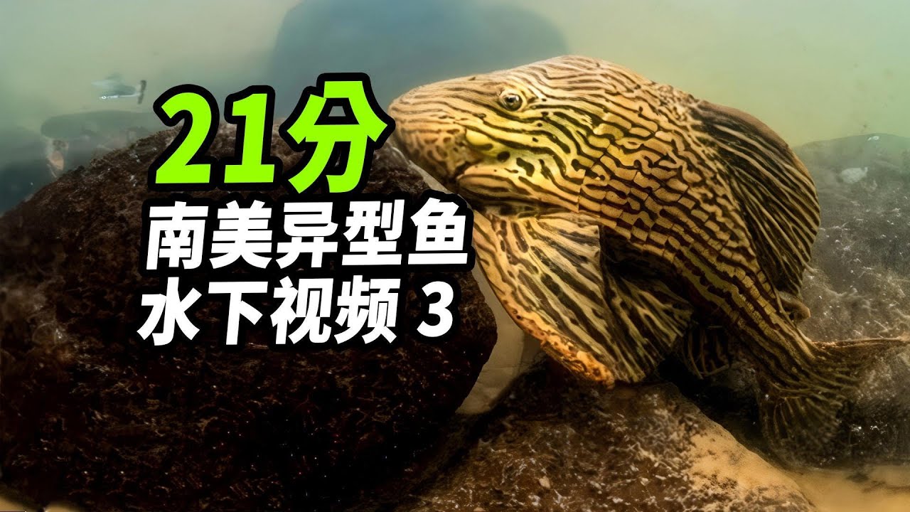 南美异形鱼原生地水下21分钟长时间集锦 