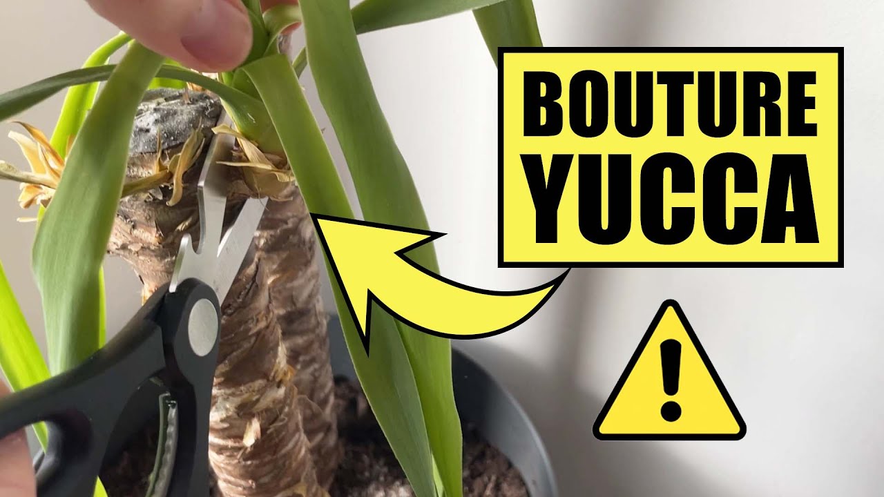 COMMENT BOUTURER UN YUCCA ?