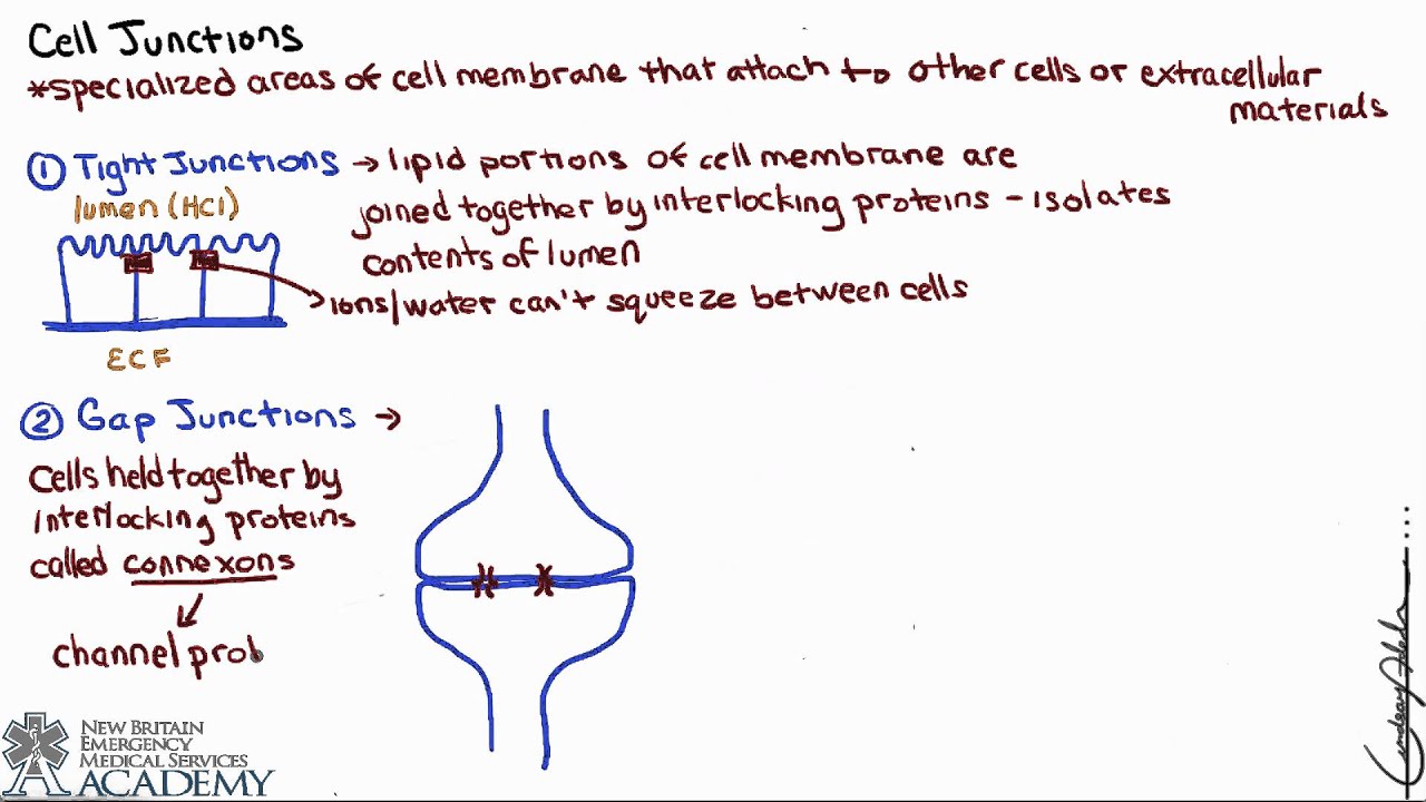 Cell Junctions