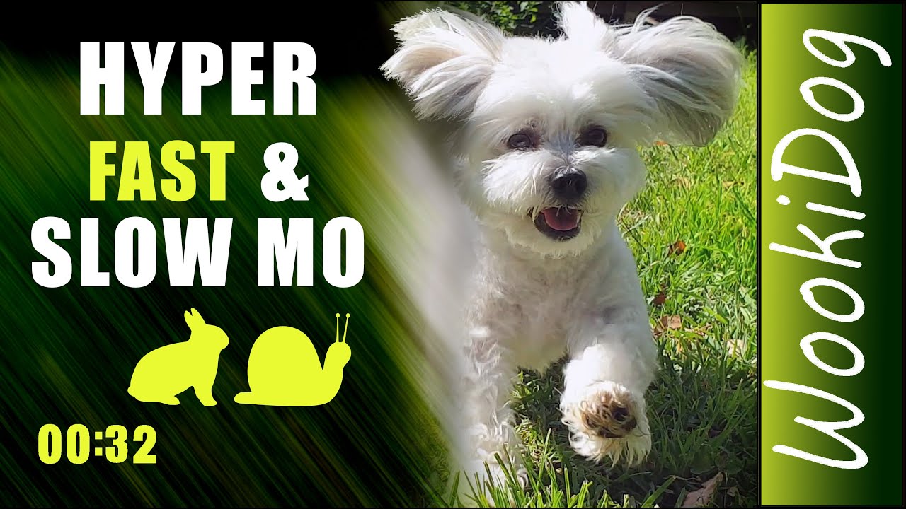 Malshi - My Dogs Fast & Slow Mo : WookiDog [Maltese Shih Tzu mix] #Shorts