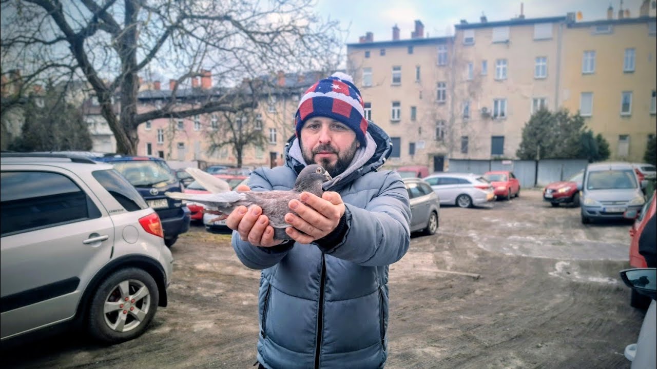 Szok 😀 GOŁĄB POCZTOWY Z HOLANDII  RYNEK GOŁĘBI STARGARD 15.02.26 KUPIŁEM DO BIAŁEJ