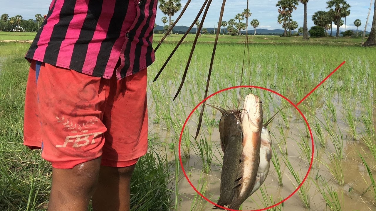 Awesome Bamboo Hooks Fishing In Cambodia,Catch A Lot Of Fishs,How To Use Bamboo Hooks Fishing.