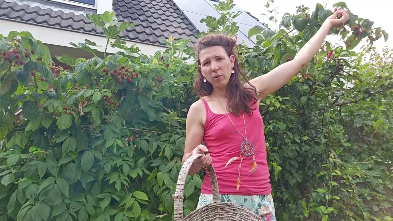 Framboos is gezond ook de bladeren en scheuten.