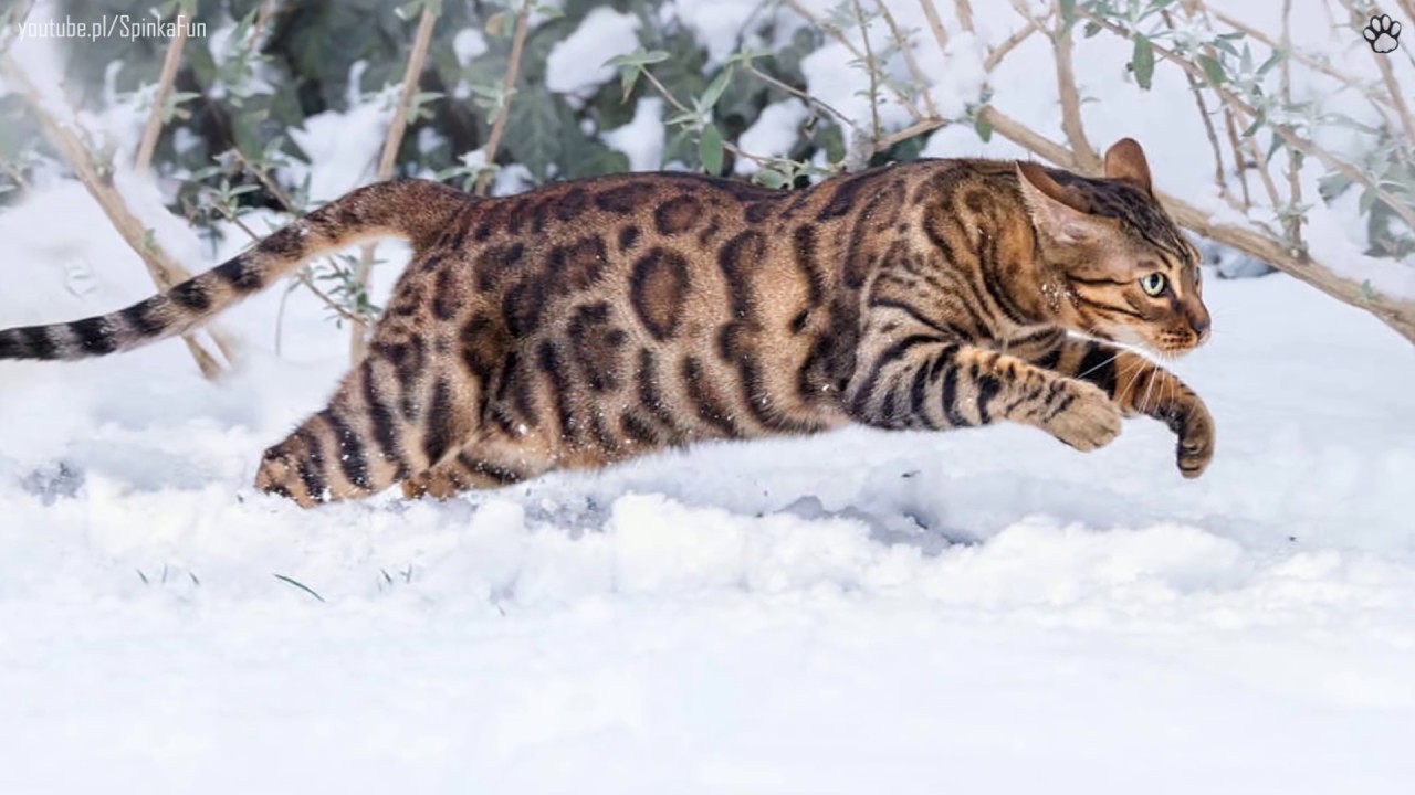 10 Największych kot&oacute;w domowych!