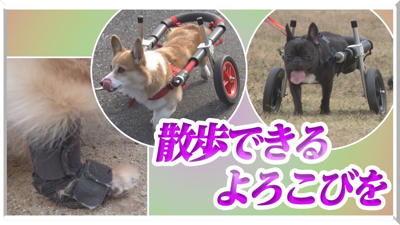 「もう一度散歩を楽しんでほしい」犬用の車いす・義肢作る会社　ペットの高齢化で増す歩く重要性 【アップ！特集】