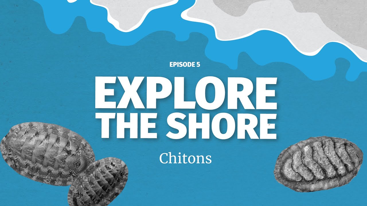 Chitons - ancient armored molluscs