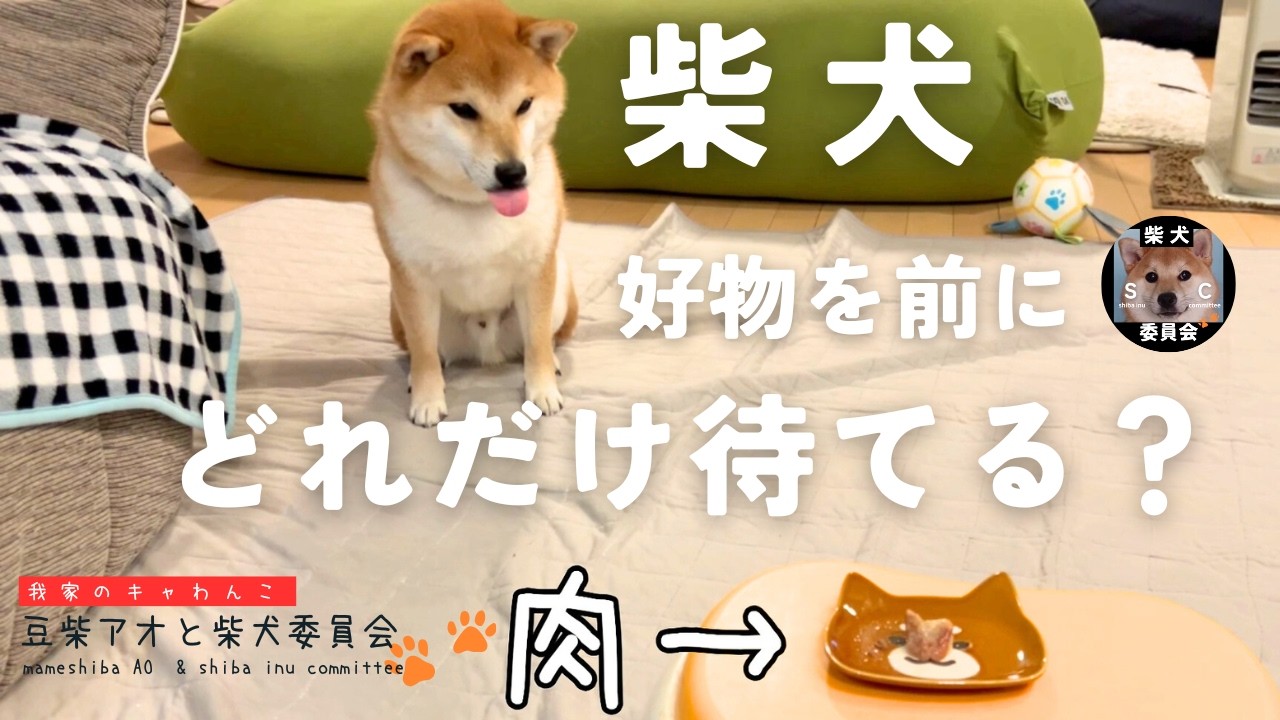 好物を前にした柴犬はどれだけ待てができるのか？【検証】Shiba Inu Lovers　豆柴アオと柴犬委員会  mameshiba AO & shiba inu committee