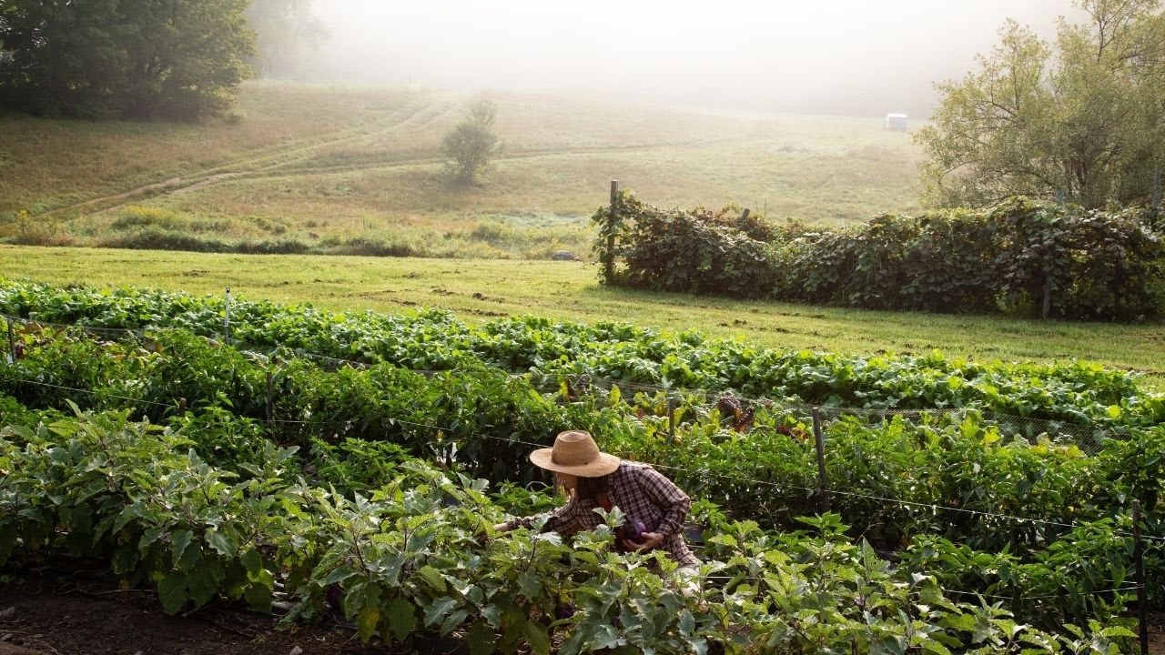 Resilient Agriculture in New England: A Farm Tour with Anna Meyer
