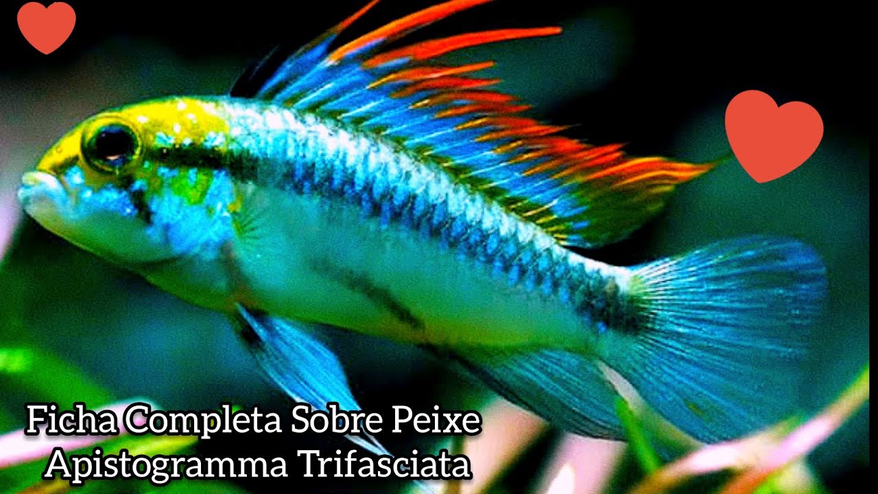 Minha Carta de Amor Para o Apistogramma Trifasciata #ep19