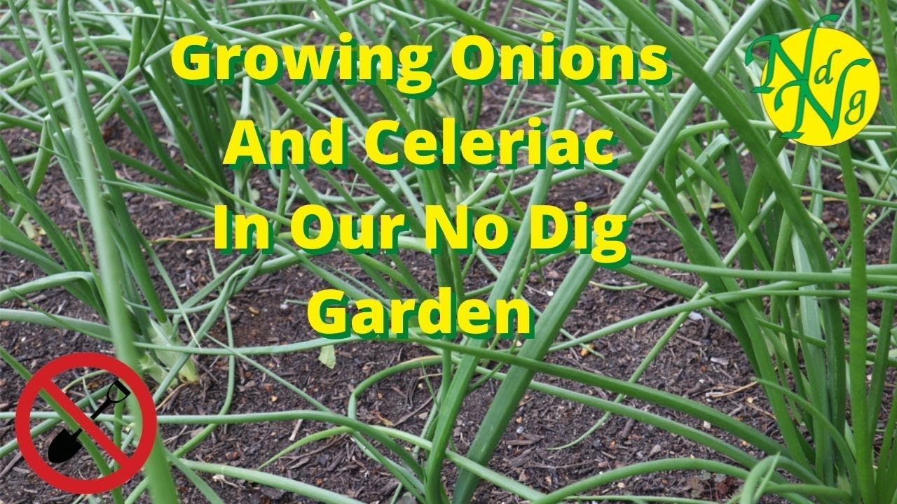 Growing Onions And Celeriac In Our No Dig Garden