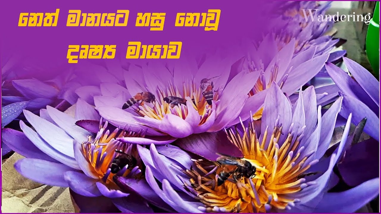 magic of slow motion | නෙත්මානයට හසු නොවූ දෘශ්‍ය මායාව