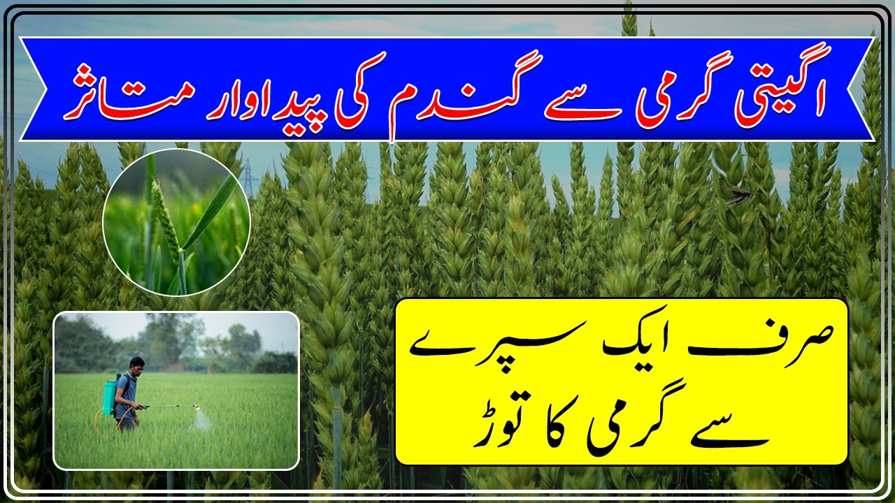 Wheat heat stress solution| How to control heat stress on wheat|گندم کی فصل کو گرمی سے کیسے بچائیں؟