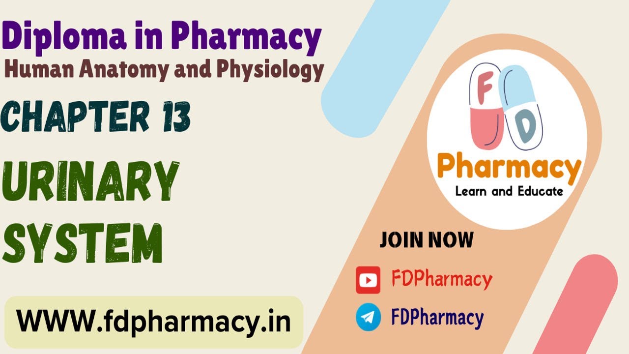 CH 13 Urinary System Notes | Human Anatomy & Physiology Notes | D.Pharma 1st Year Notes
