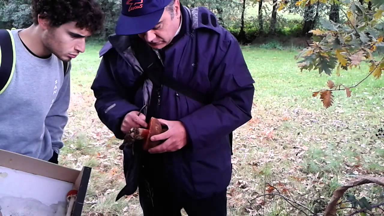 BOLETUS ERYTHROPUS