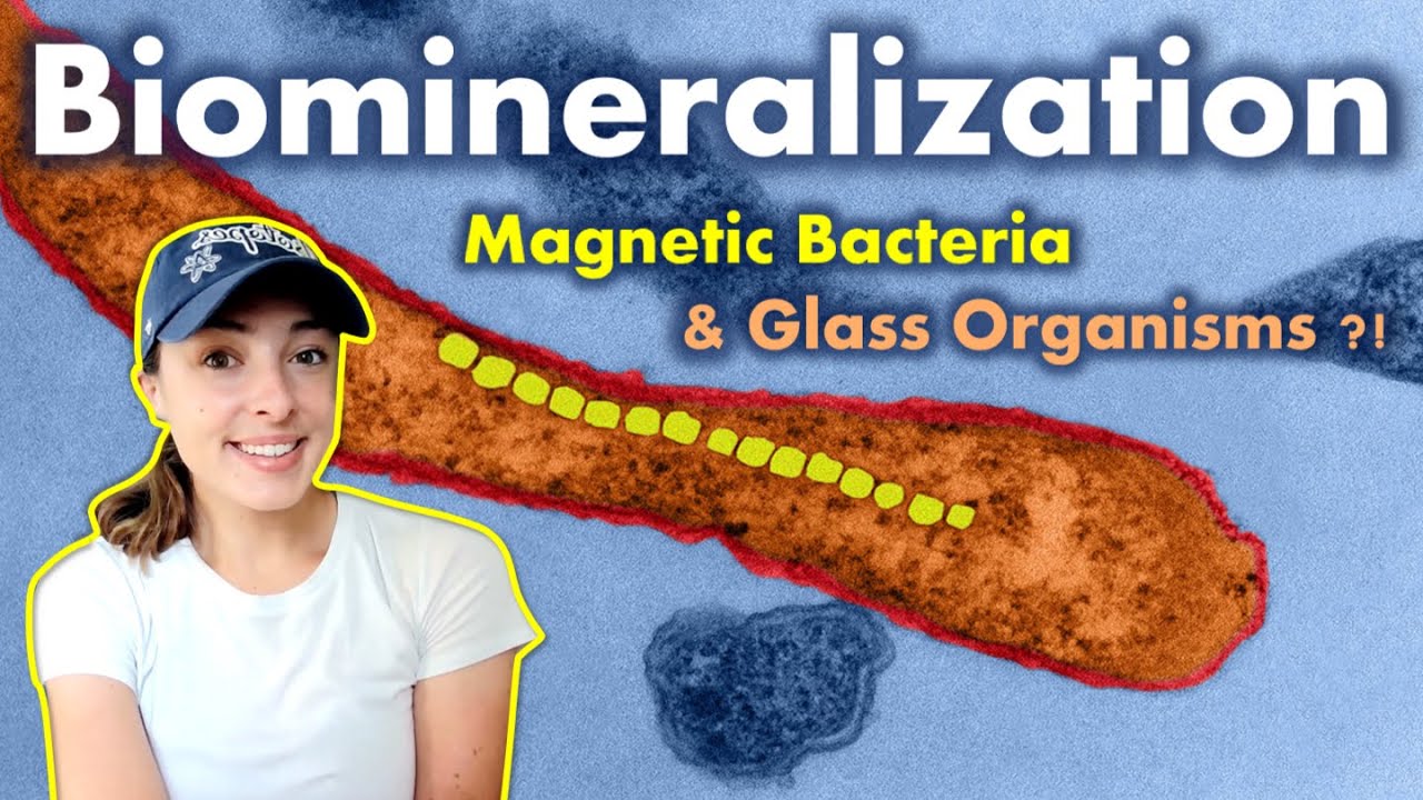 Biomineralization (Pt 4): How Life Forms Glass Shells & Magnetic Minerals! GEO GIRL