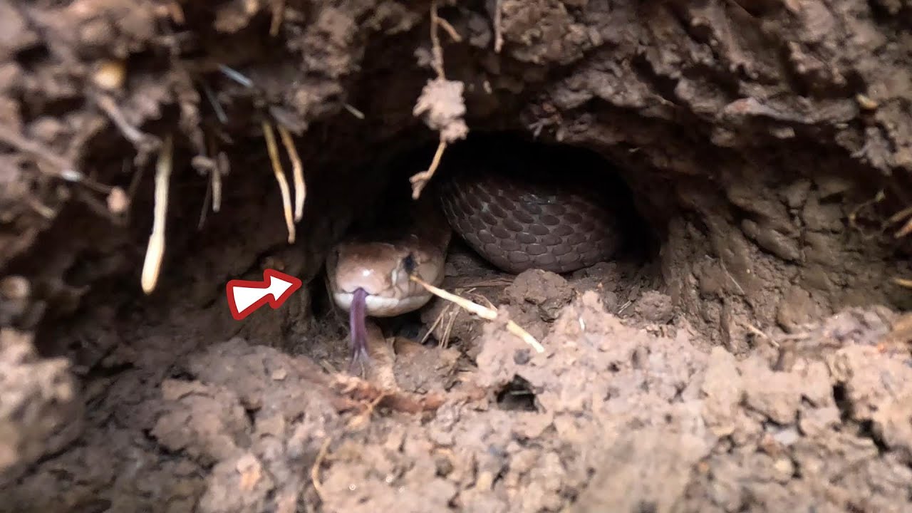 Rắn Hổ Mang Nó Nằm Xát Đường Đi Quá Nguy Hiểm Cho Người Đi Đường | Mười Thương SB
