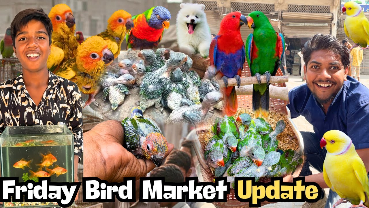 Pakka Qila Friday Bird Market Update 2026 | Latest Bird Prices & New Arrivals 🐦🔥