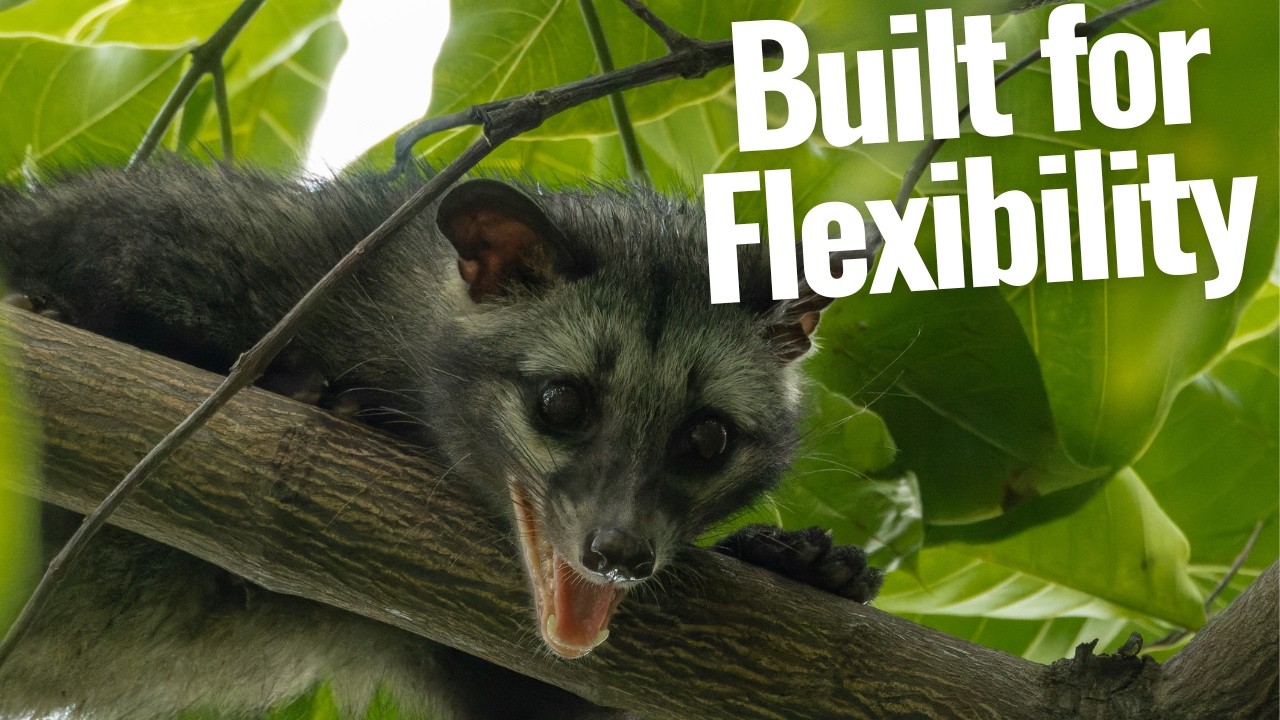 Palm Civets, Paradoxurus | Life Between Forest and City