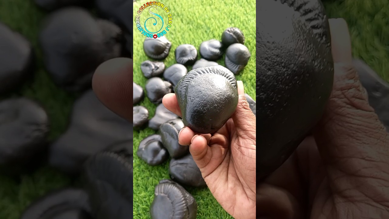 different type of shaligram -  shaligram shila - gandaki river nepal  #shorts #short #shortsfeed