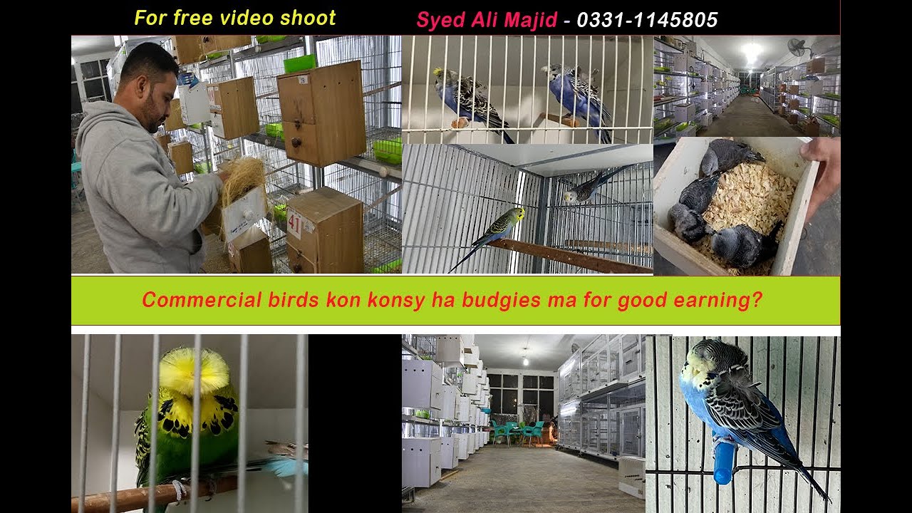 Commercial birds in budgies | Musharaf Altaf  by Pakistan360