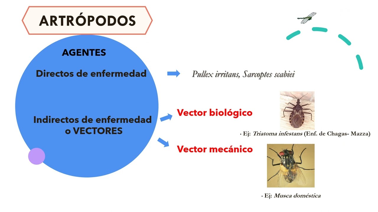 TEORICO GENERALIDADES DE PARASITOS 2024