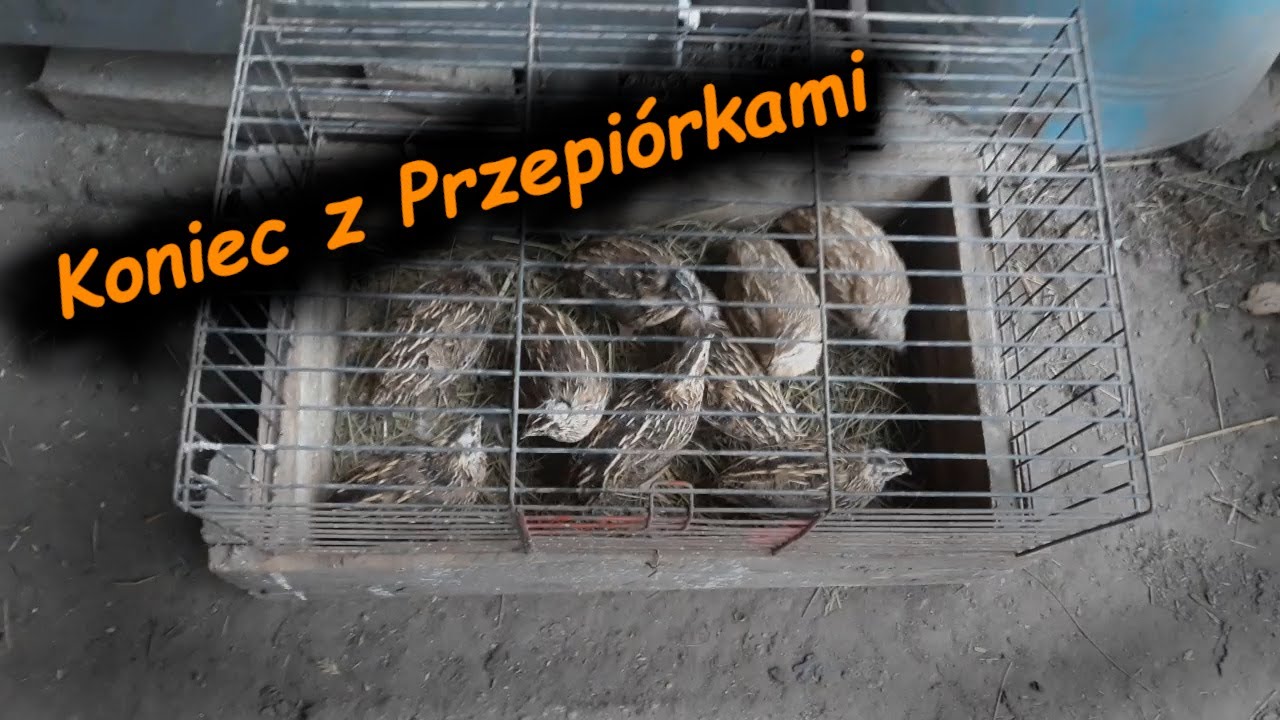 Koniec z Przepiórkami 😣😔 Poranne Obowiązki v3 🐔😊