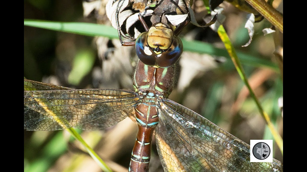 Aeschne des p&eacute;nombres/Shadow Darner (Aeshna umbrosa)