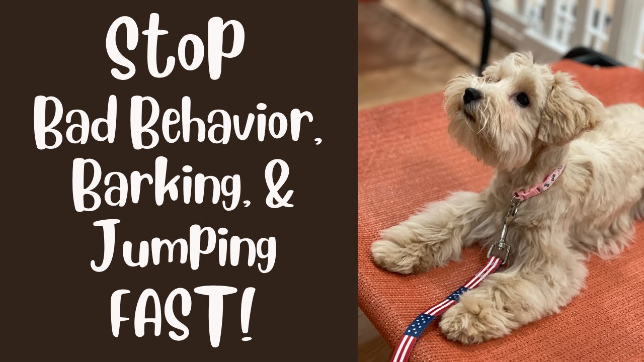Stop Barking FAST! My Secrets to Quiet, Calm, Well Behaved Dogs