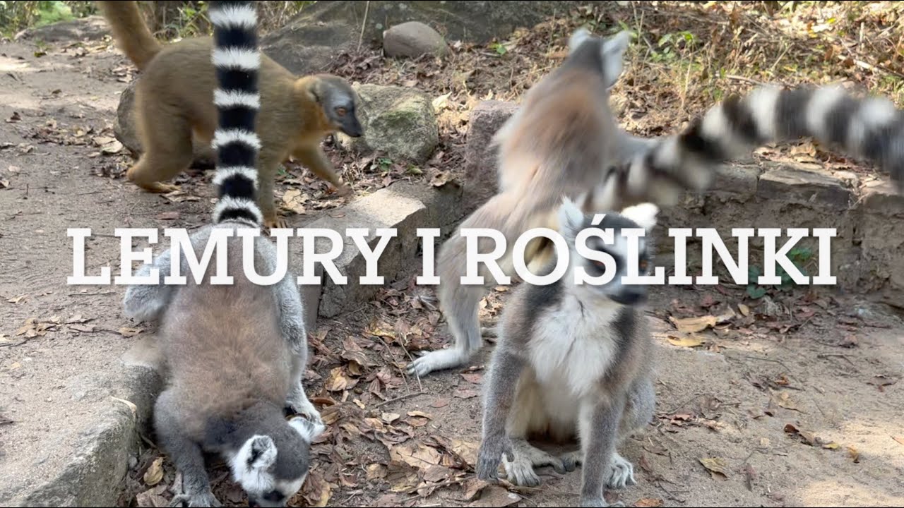 Ep22 - Madagaskar - Lemury i Roślinki