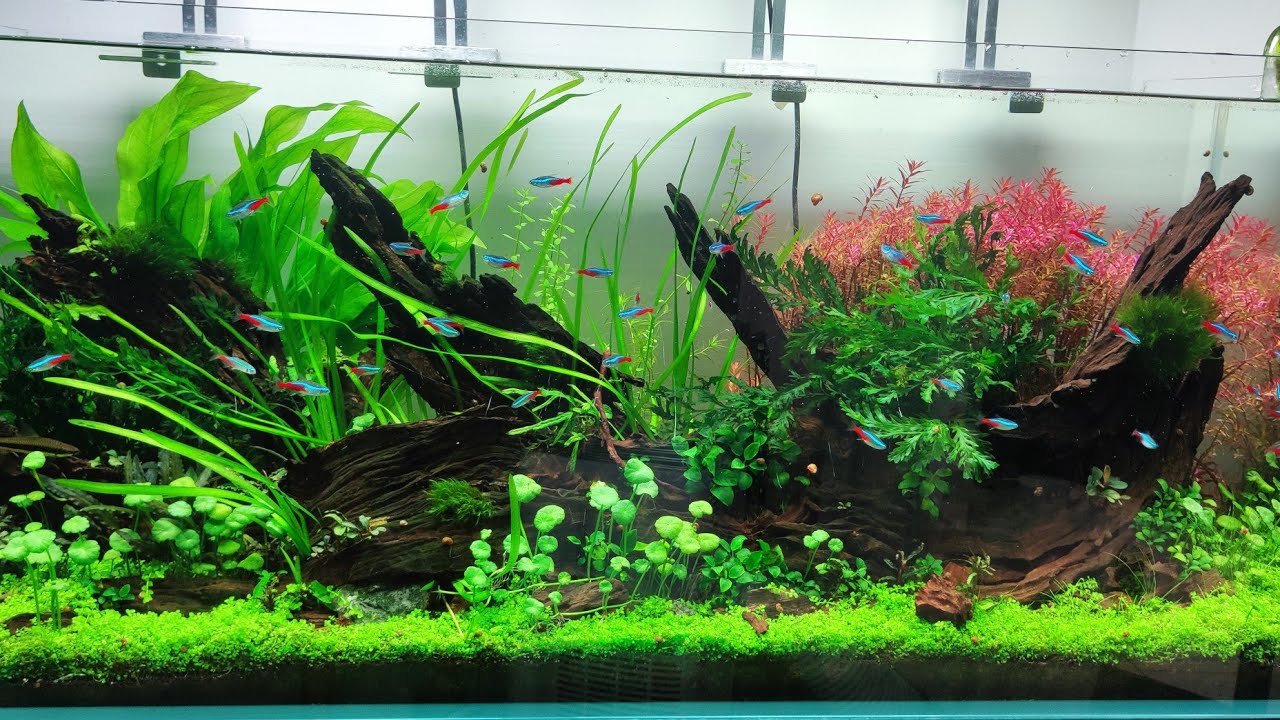 Entretiens Le Bac Aquascaping de 300L