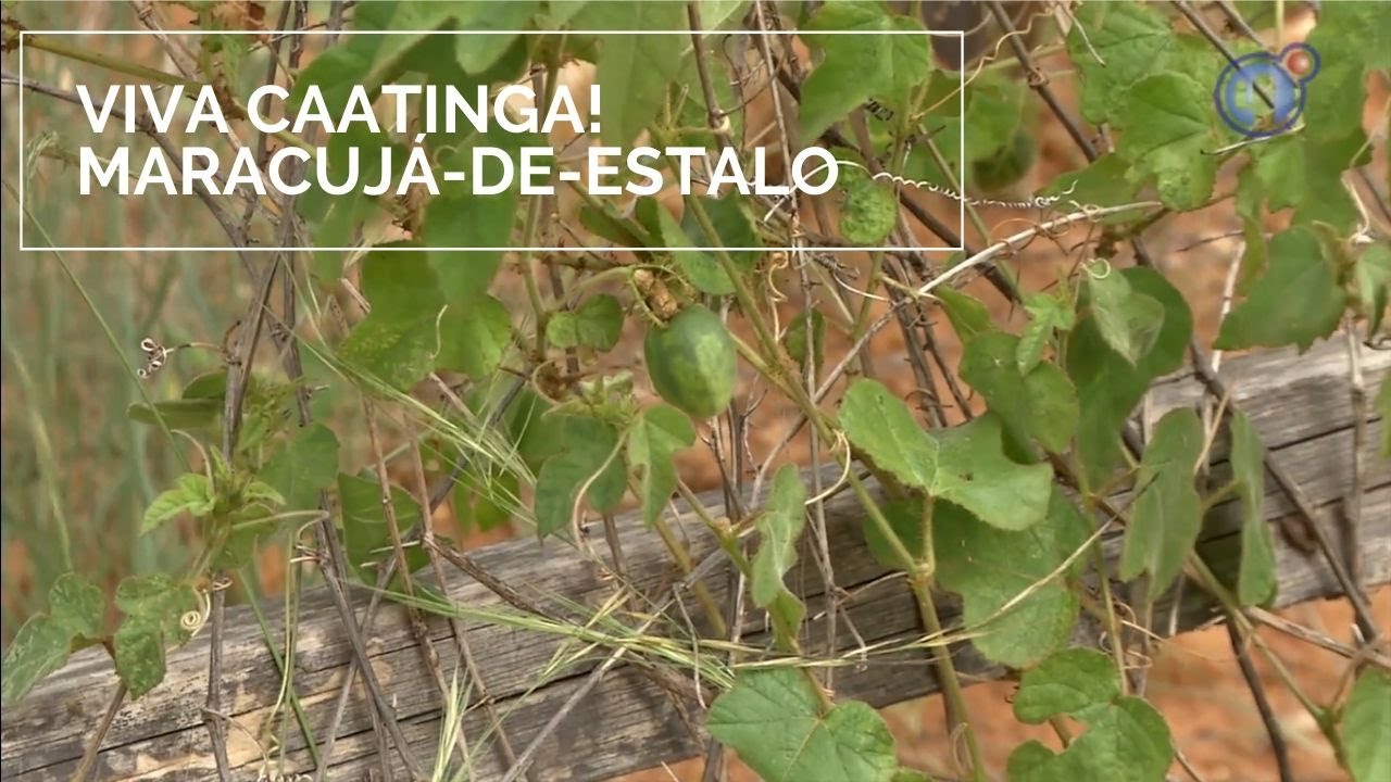 Viva Caatinga! Maracujá-de-estalo