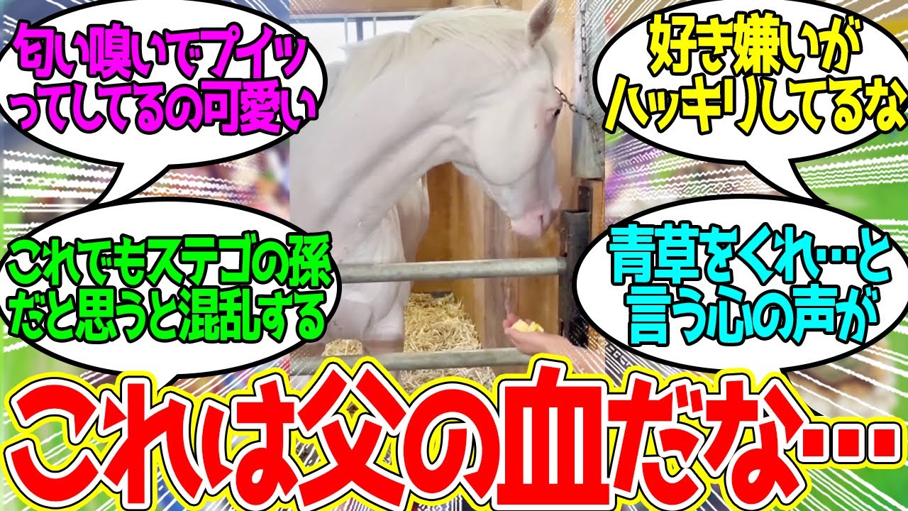 アオラキくん、はじめてのりんごは苦手な模様…に対するみんなの反応！【競馬 の反応集】