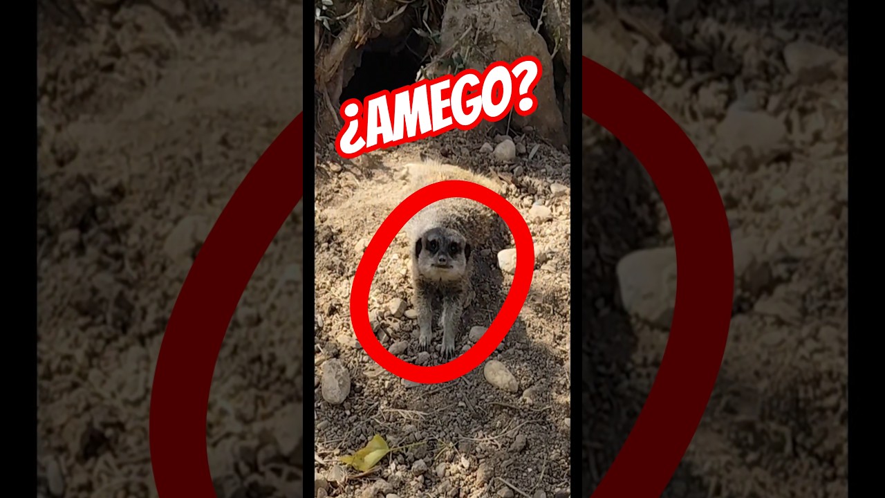 La SURICATA que le REZABA a la MECA🙏🏻