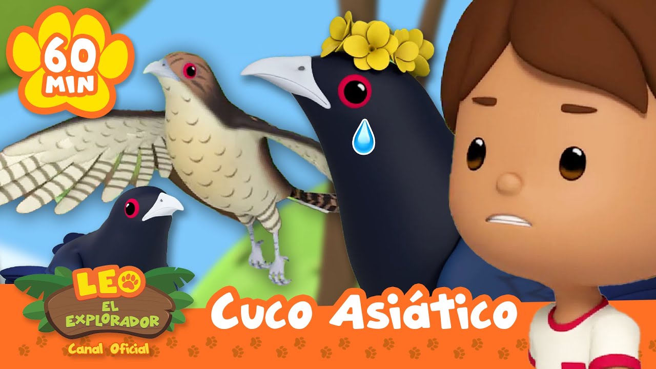 ¡El ave macho tiene el corazón roto! Día de San Valentín | Aves | Leo, El Explorador | Animación