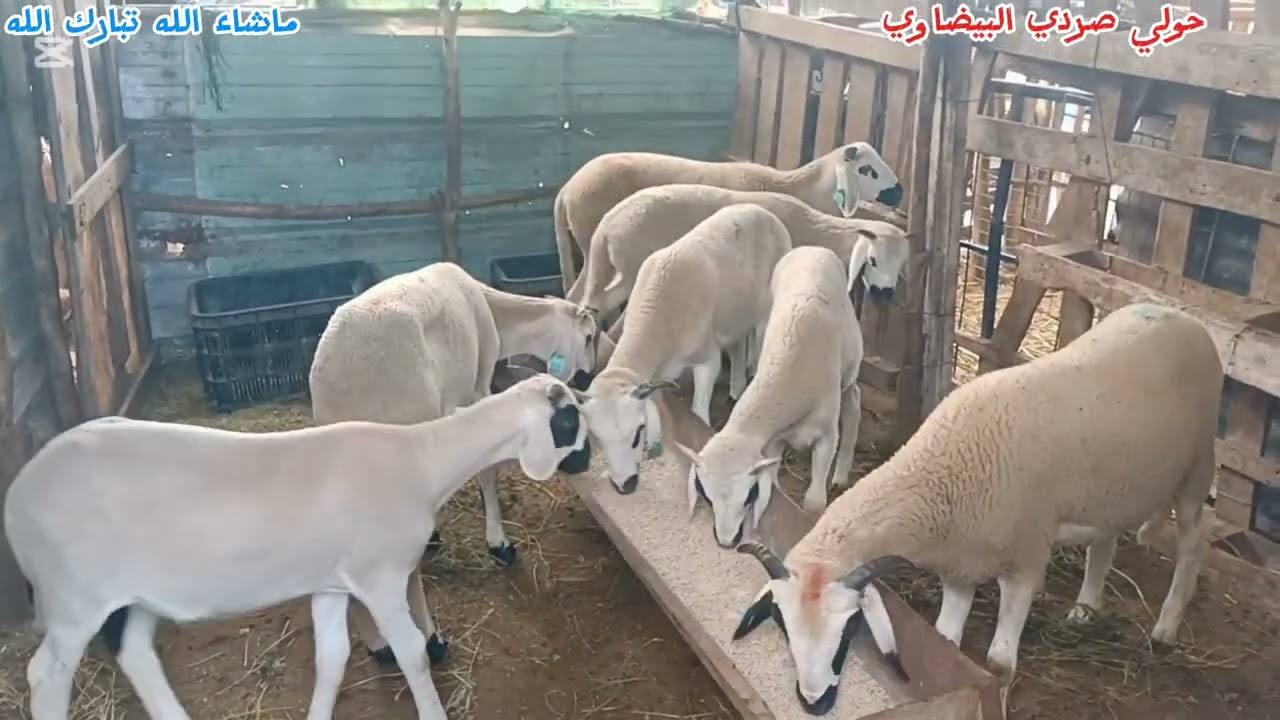 كيف جاوكم الخرفان مع صوت البادية
