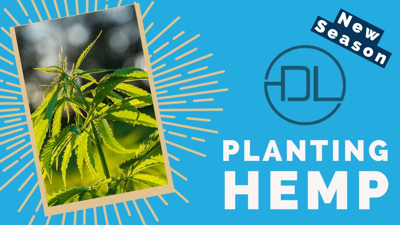 Planting On Our Craft Hemp Flower Farm | Dreamland Organics