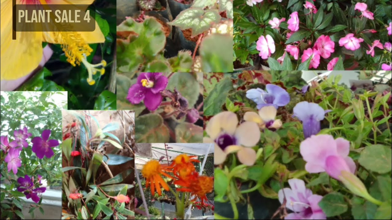 මගේ හතරවෙනි පැළ සේල් එක | My fourth plant sale | 𝙉𝙞𝙡𝙙𝙞 𝙁𝙡𝙤𝙧𝙖 | #plants #viral #garden #homedecor