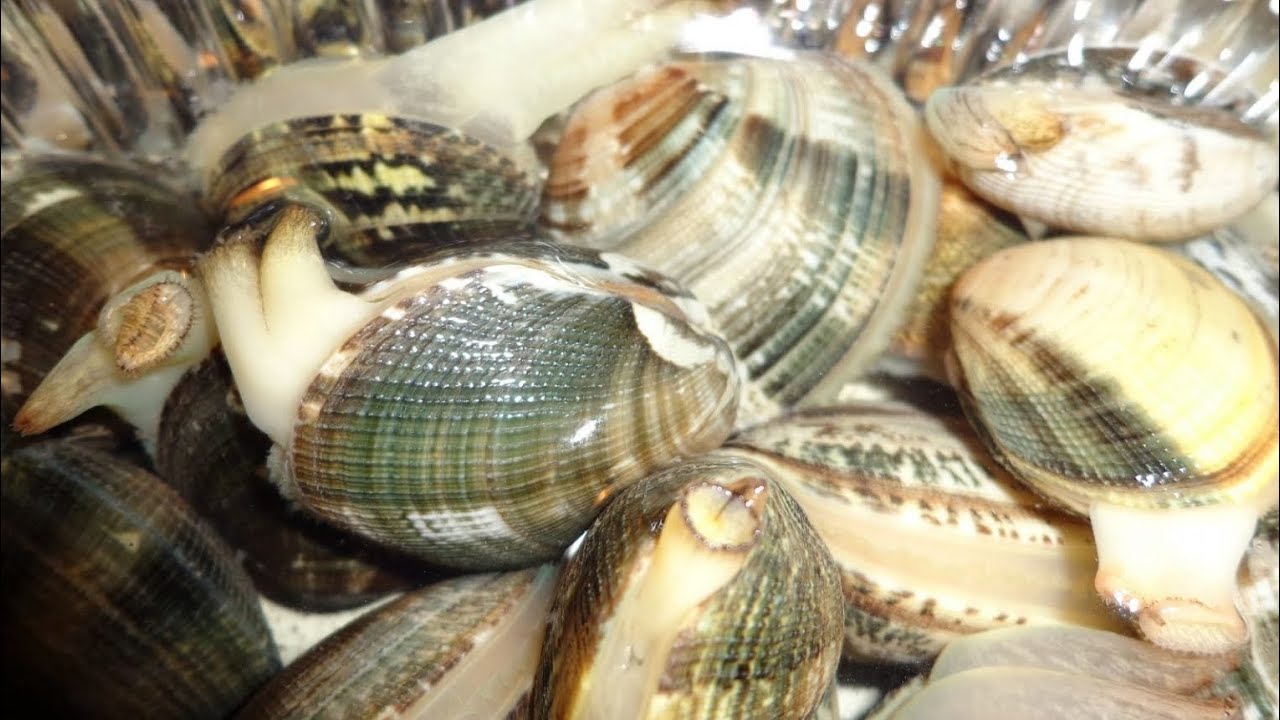 Come spurgare in acqua e sale le vongole e gli altri molluschi bivalve