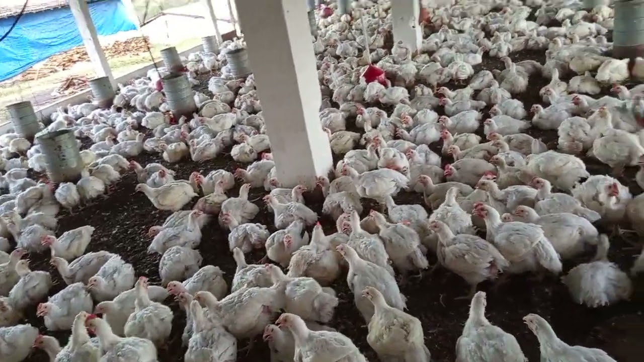 A granja bom frango bem pertinho de você 