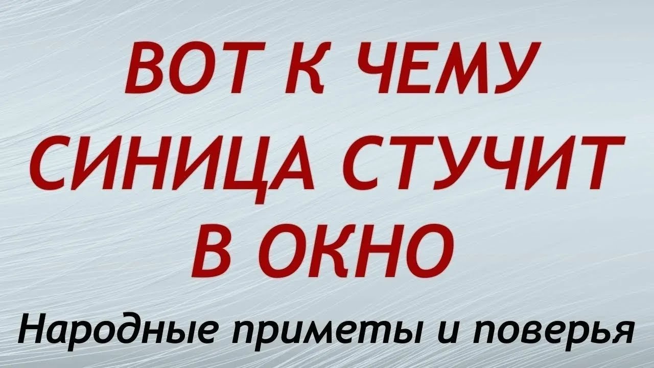 Синица стучит в окно: к чему это?! Народные поверья.