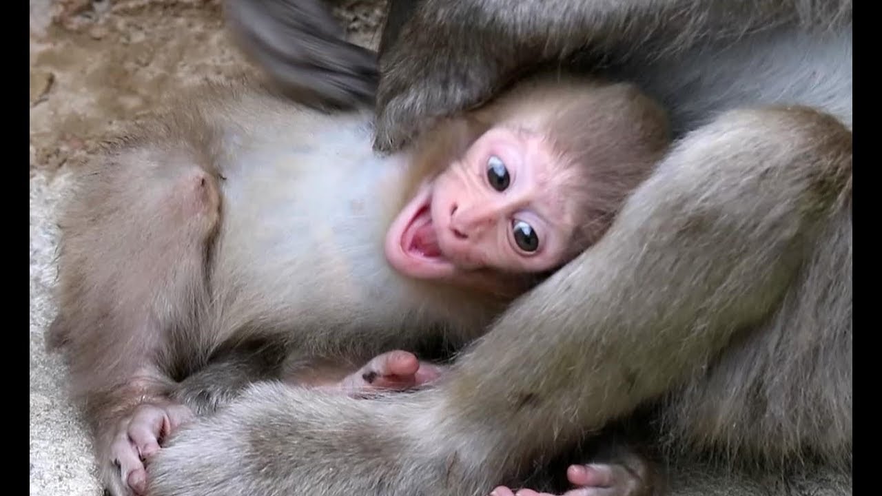 Crying baby monkey to be with sibling
