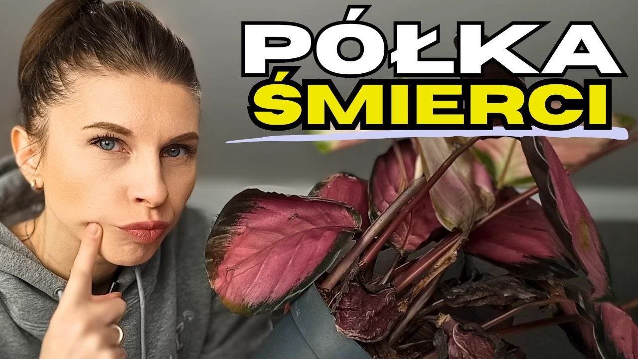 Rośliny z wyprzedaży i 'półek śmierci' - jak ratować?