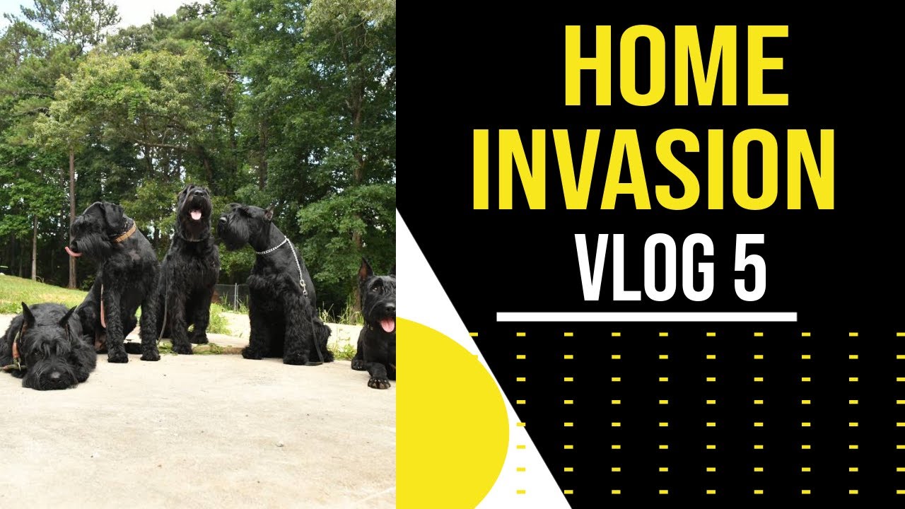 Giant Schnauzer Mock Home Invasion!! 😳
