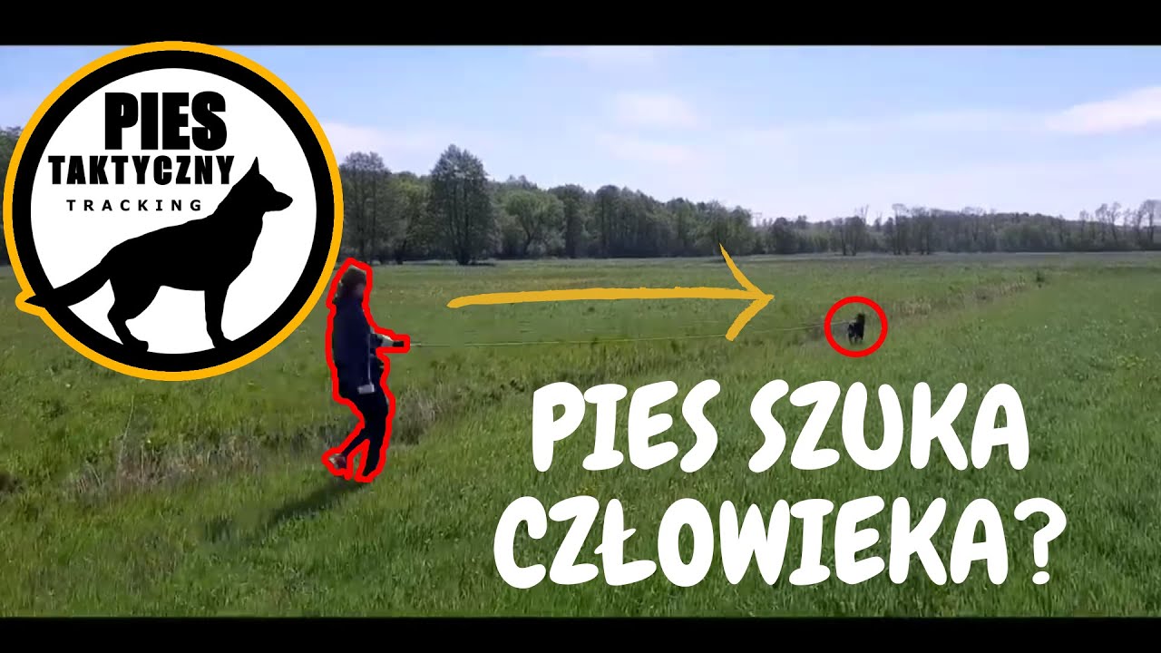 Pies szuka człowieka - tropienie