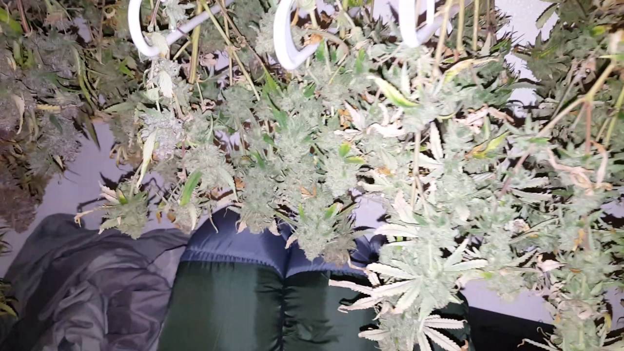 Harvest Day!!!