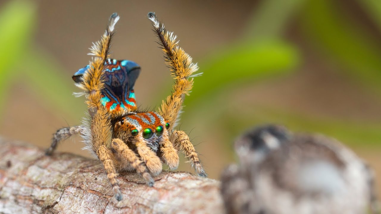 Peacock Spider 19 (Maratus unicup)
