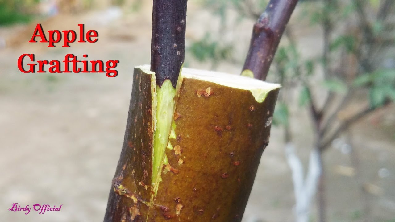 Apple Tree Grafting In Spring - How To Graft Fruit Tree