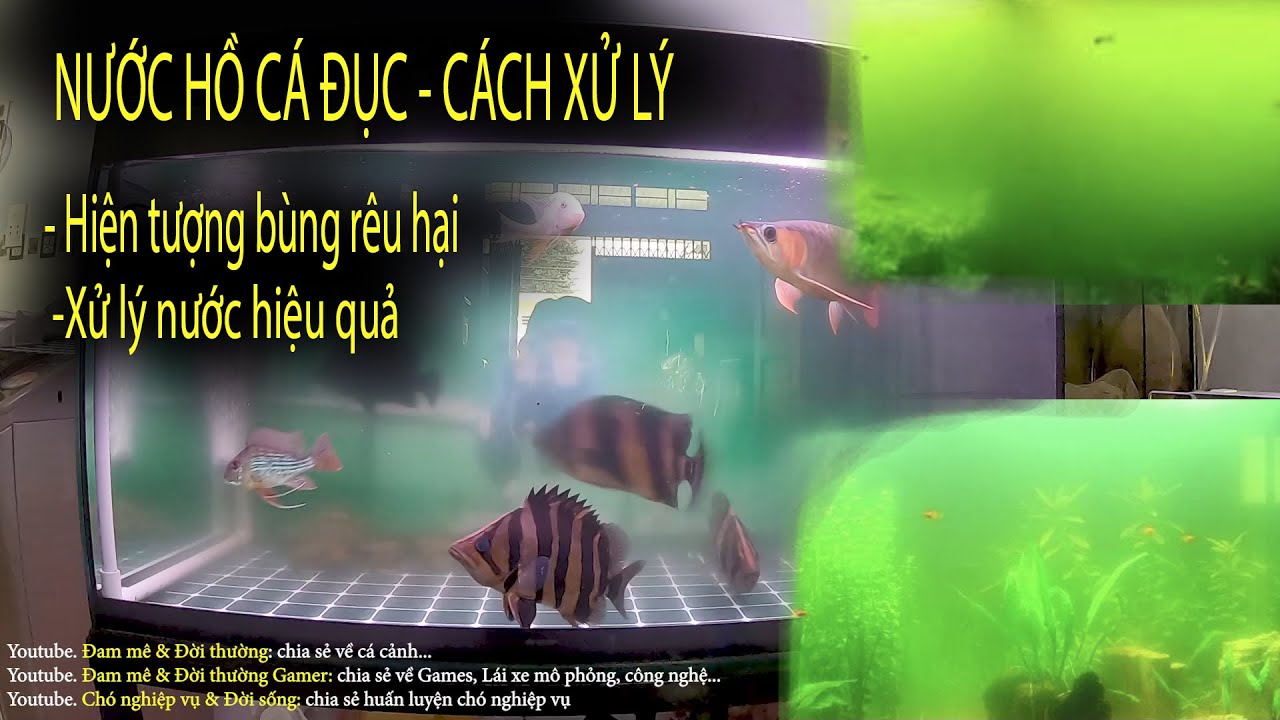 Hiện tượng bùng rêu hại hồ cá - Hư nước - Đục nước - Cách xử lý