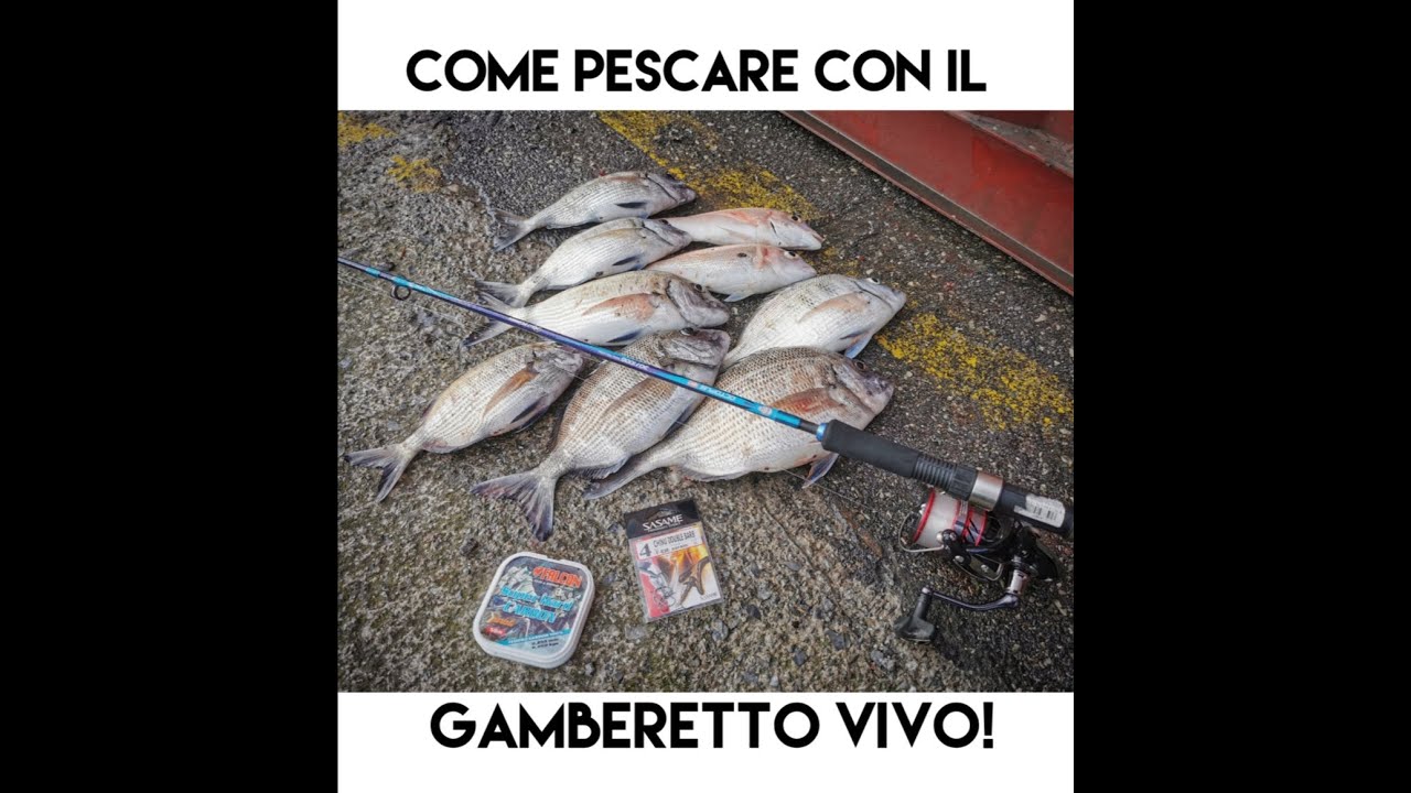 COME PESCARE CON IL GAMBERETTO VIVO - Speciale Saraghi da riva